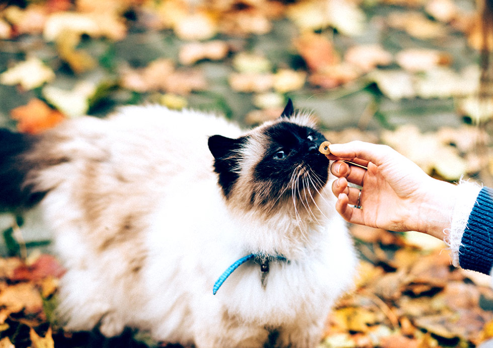 ประกันสุขภาพ :  ทาสแมวระวังโรคเชื้อราจากแมว