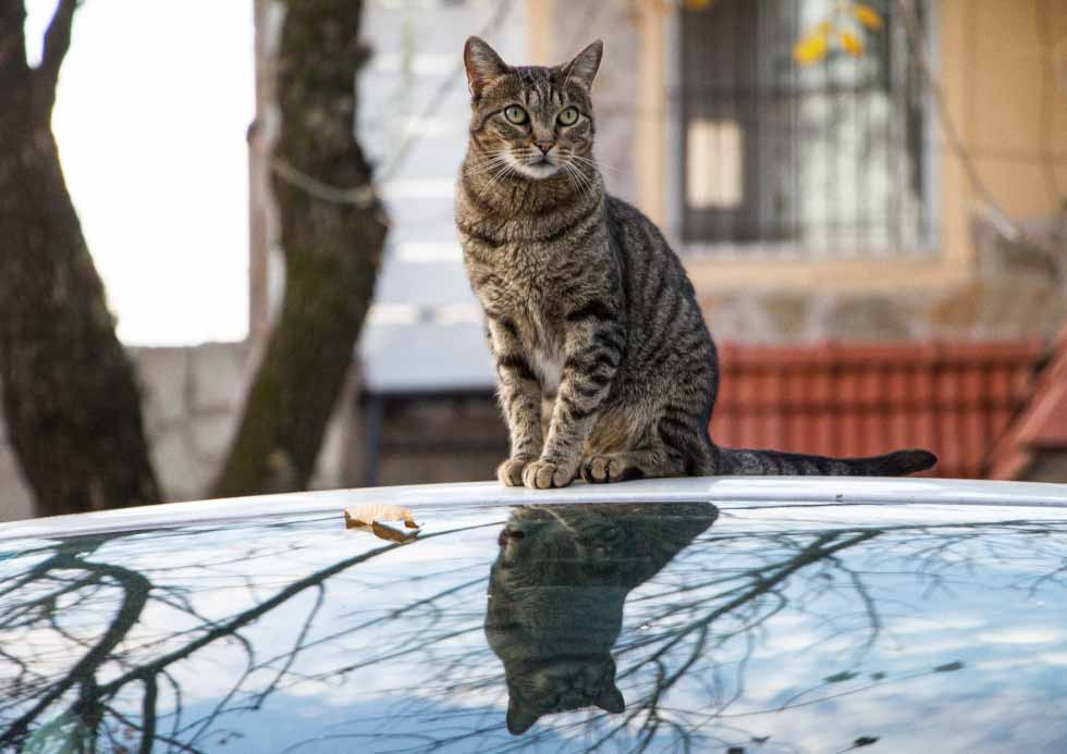 ประกันรถยนต์ : แมลงติดหน้ารถ รถโดนแมวข่วน สารพัดสัตว์กวนใจทำร้ายรถ