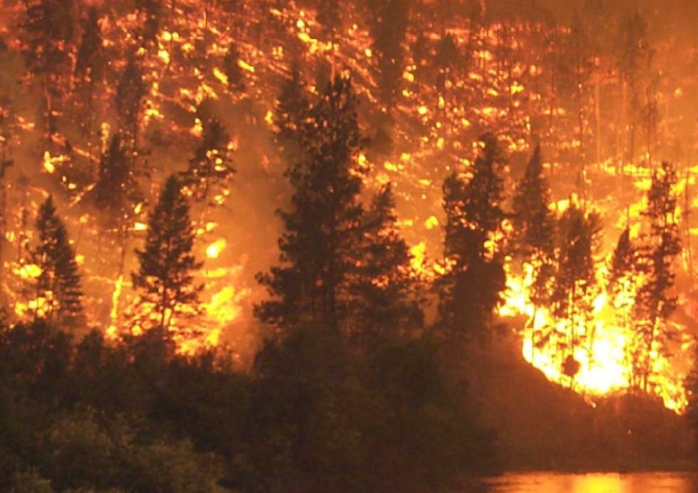 ประกันอัคคีภัย : ไฟไหม้ป่าเกิดจากอะไร? มีผลกระทบอย่างไรบ้าง?