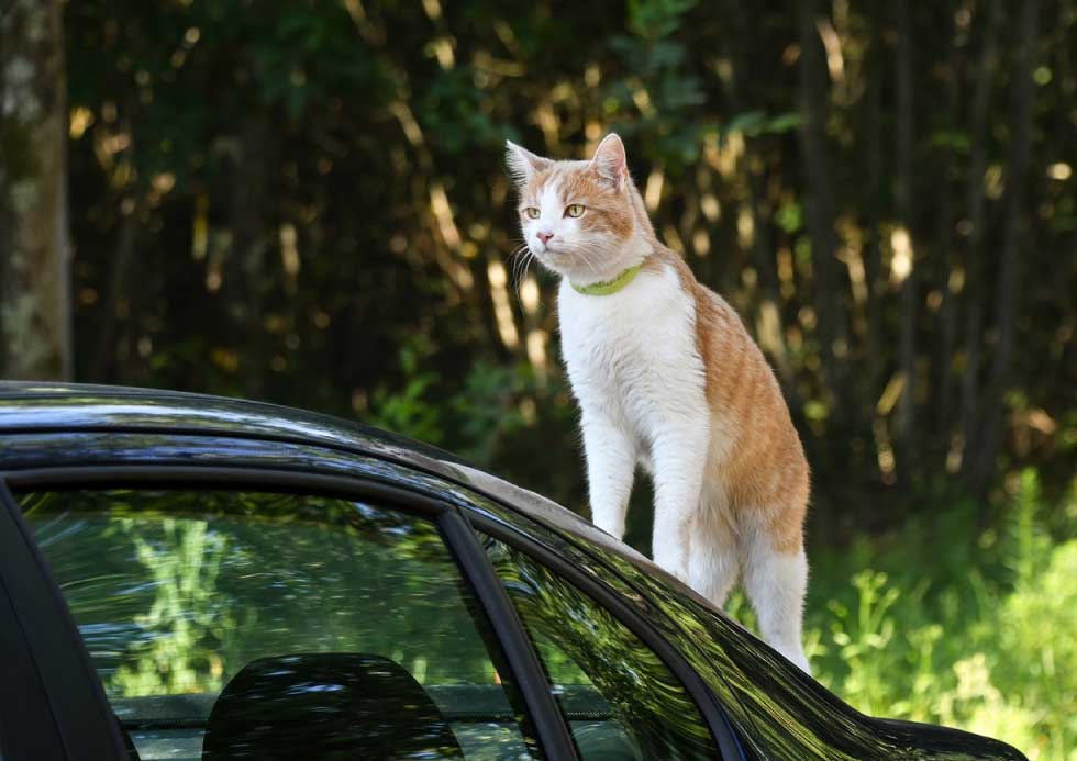 ประกันรถยนต์ : ของตกใส่รถ แมวตกใส่รถประกันคุ้มครองหรือไม่